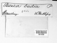 Legaliana badia image